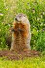 Minnesota-woodchuck eating-captive Art Print